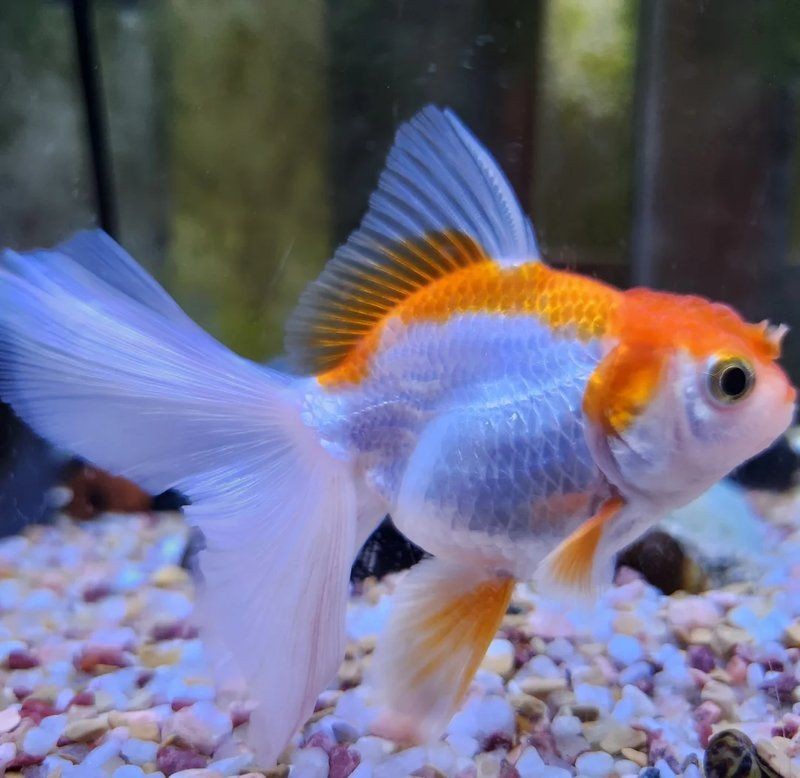 泰獅魚鰭充血根部，泰獅魚鰭根部充血