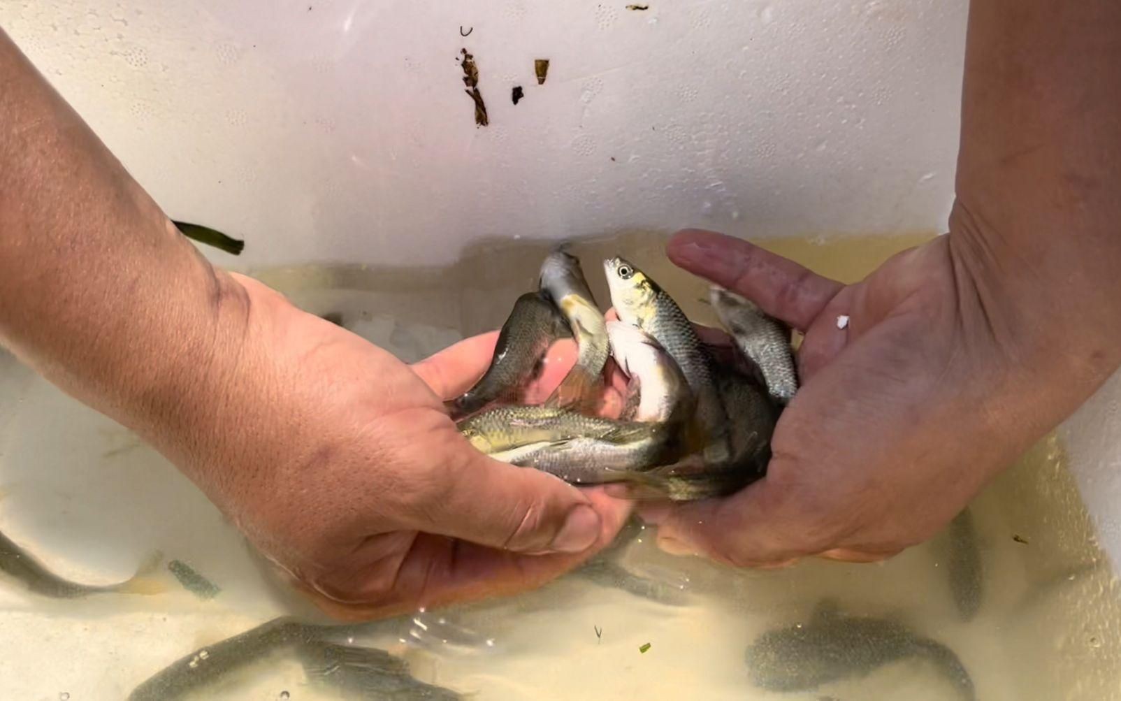 網上買的魚苗能養活嗎，網購魚苗能否成功養活？關鍵養護技巧