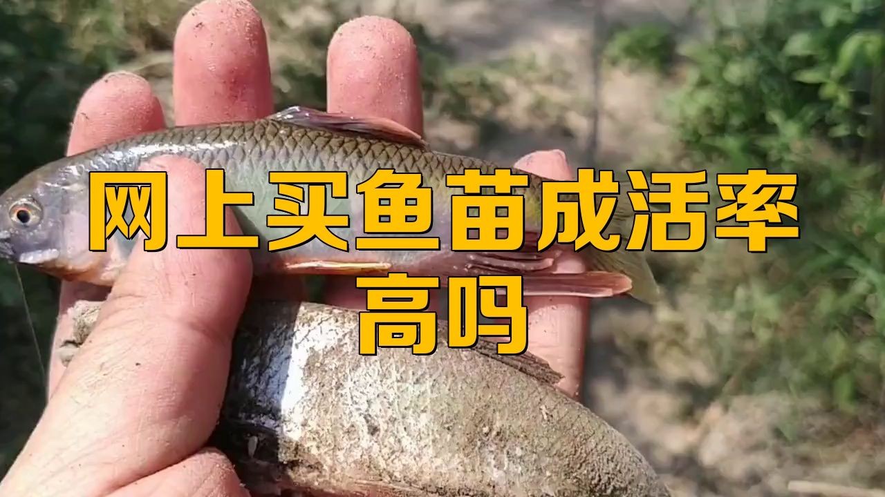 網上買的魚苗能養活嗎，網購魚苗能否成功養活？關鍵養護技巧