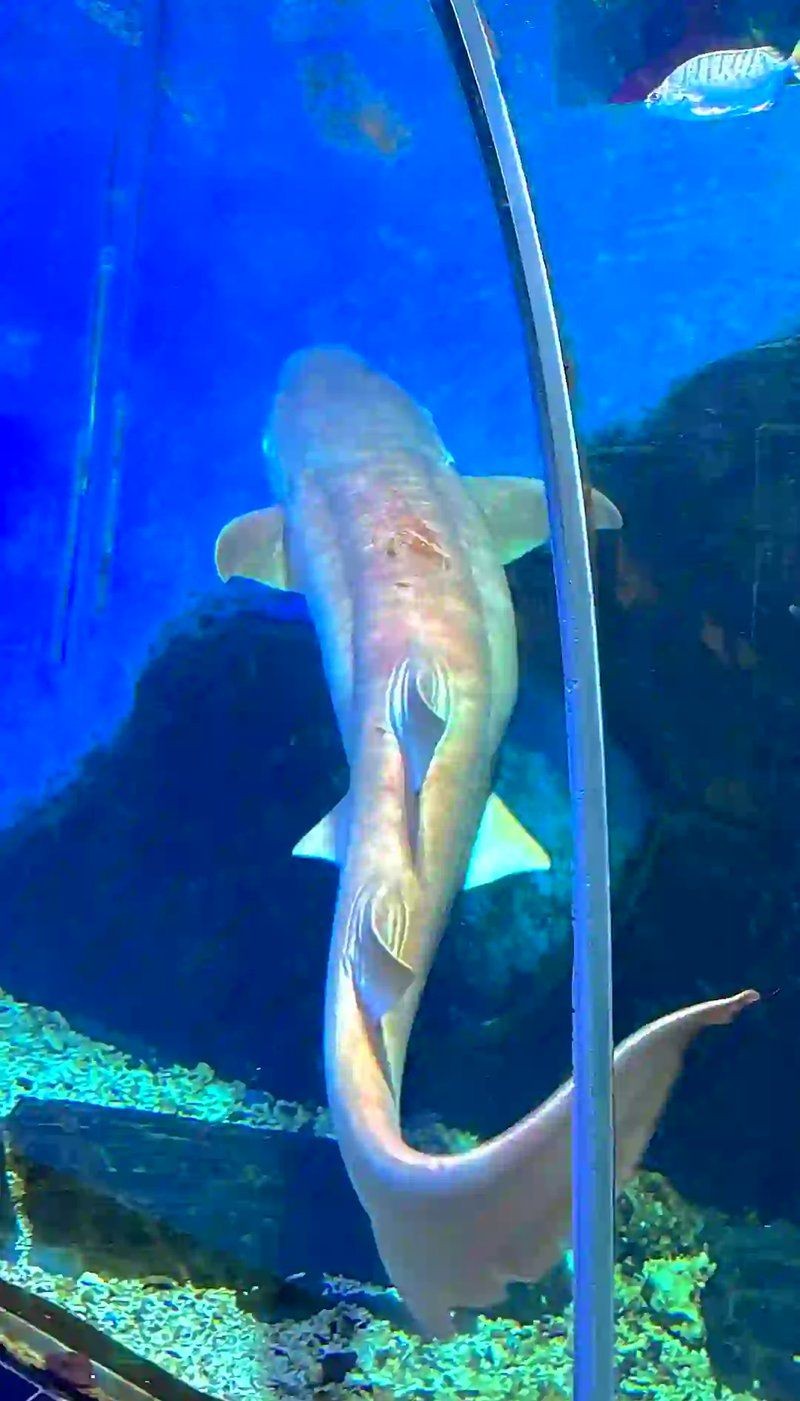 安陽水族店，安陽專業水