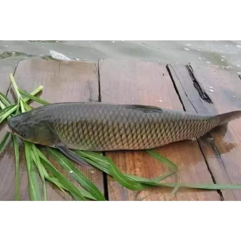 混子是青魚還是草魚，混子究竟是青魚還是草魚？一文揭曉真相！