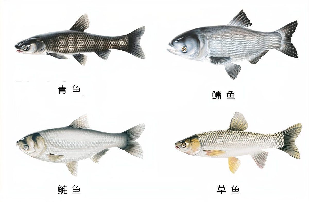 混子是青魚還是草魚，混子究竟是青魚還是草魚？一文揭曉真相！