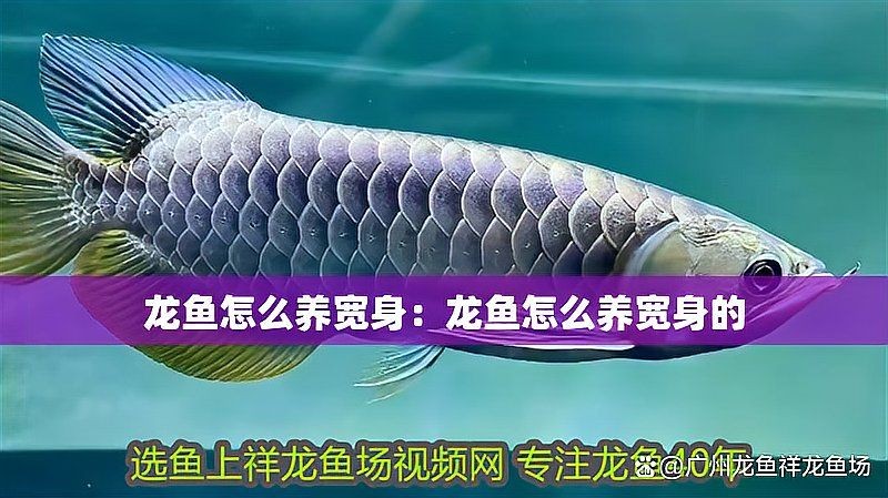 如何把龍魚體型養寬，龍魚體型增寬養成記，從水質調控到喂食技巧的全方位指南