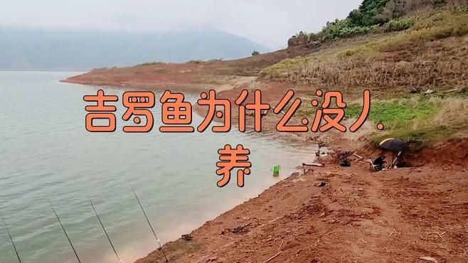 吉羅魚為什么不建議養，揭秘吉羅魚不推薦的