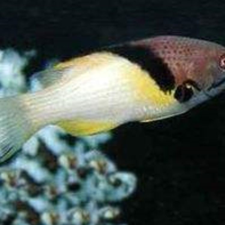 古時三色魚是什么魚，揭秘古時三色魚真身，究竟是何種奇魚