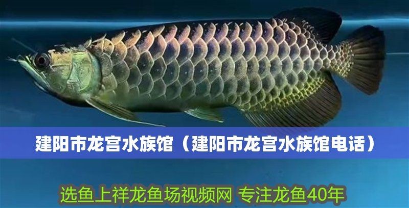 南平龍魚店，南平龍魚店專業(yè)水族繁育·精品龍