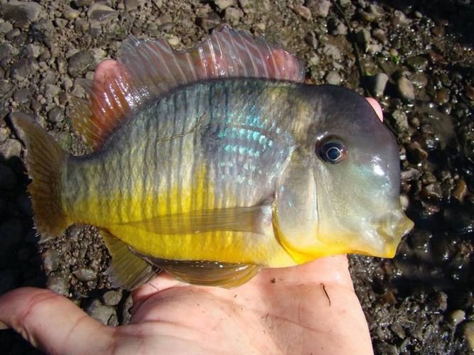 和尚關(guān)刀魚圖片大全，高清和尚關(guān)刀魚美圖