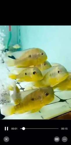 和尚關(guān)刀魚圖片大全，高清和尚關(guān)刀魚美圖