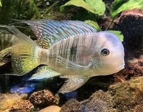 和尚關(guān)刀魚圖片大全，高清和尚關(guān)刀魚美圖