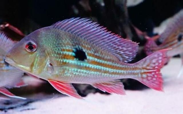 和尚關(guān)刀魚圖片大全，高清和尚關(guān)刀魚美圖