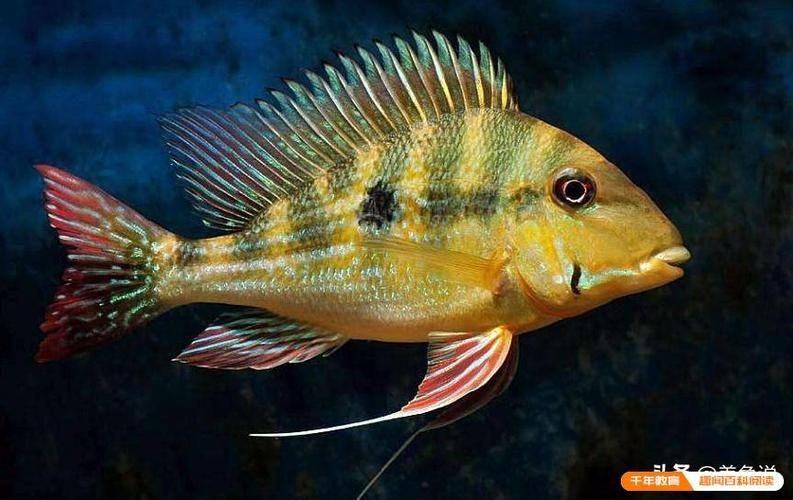 和尚關(guān)刀魚圖片大全，高清和尚關(guān)刀魚美圖