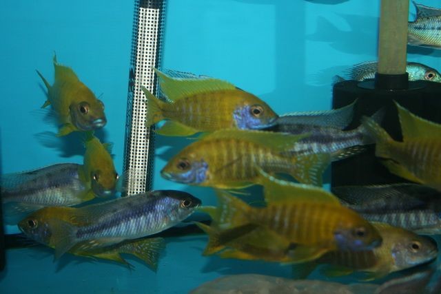 和尚關(guān)刀魚圖片大全，高清和尚關(guān)刀魚美圖