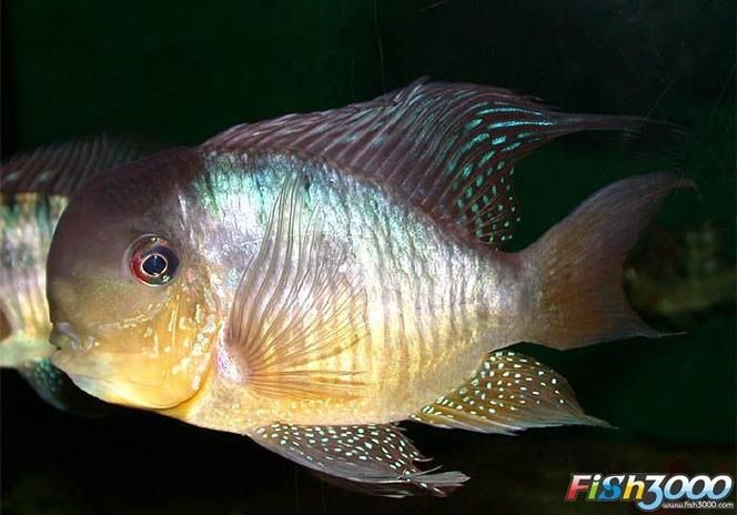 和尚關(guān)刀魚圖片大全，高清和尚關(guān)刀魚美圖