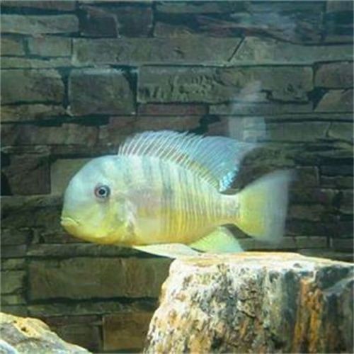 和尚關(guān)刀魚圖片大全，高清和尚關(guān)刀魚美圖