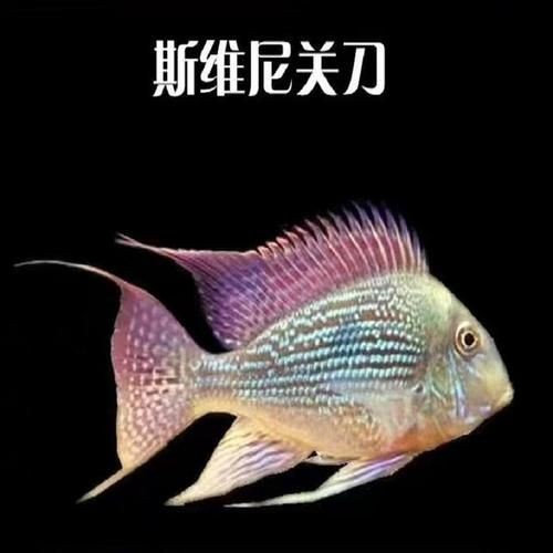和尚關(guān)刀魚圖片大全，高清和尚關(guān)刀魚美圖