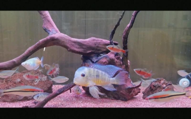 和尚關(guān)刀魚圖片大全，高清和尚關(guān)刀魚美圖