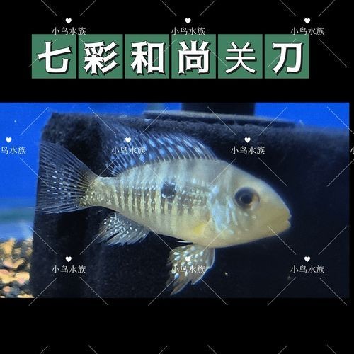 和尚關(guān)刀魚圖片大全，高清和尚關(guān)刀魚美圖