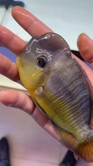 和尚關(guān)刀魚圖片大全，高清和尚關(guān)刀魚美圖