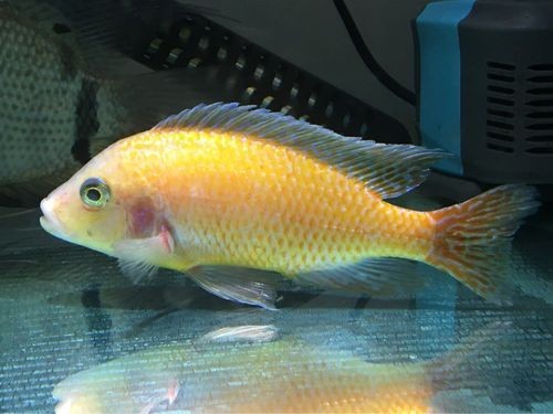 和尚關(guān)刀魚圖片大全，高清和尚關(guān)刀魚美圖