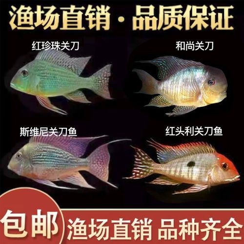 和尚關(guān)刀魚圖片大全，高清和尚關(guān)刀魚美圖