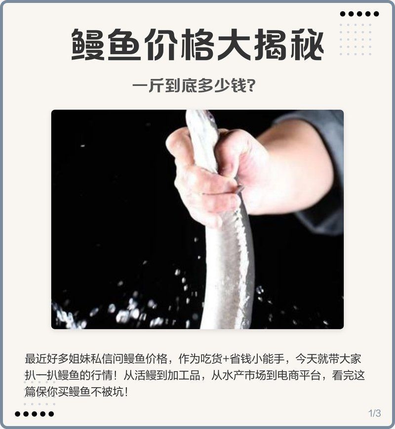 海鰻多少錢(qián)一斤，海鰻價(jià)格行情，一斤多少錢(qián)