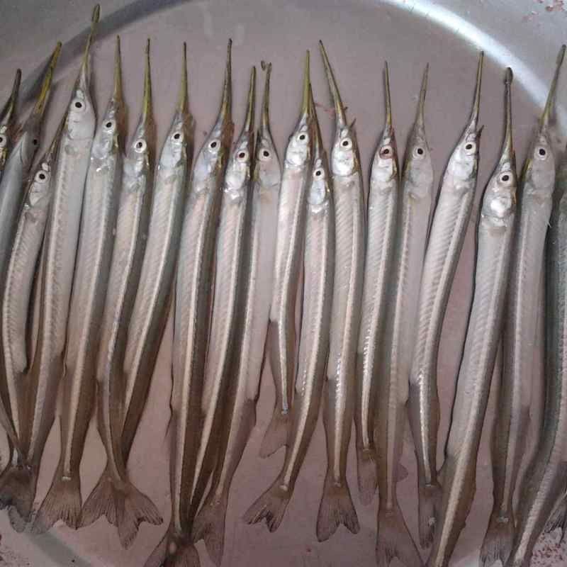 尖嘴巴細長身子叫什么魚