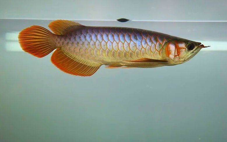 怎么讓龍魚開口