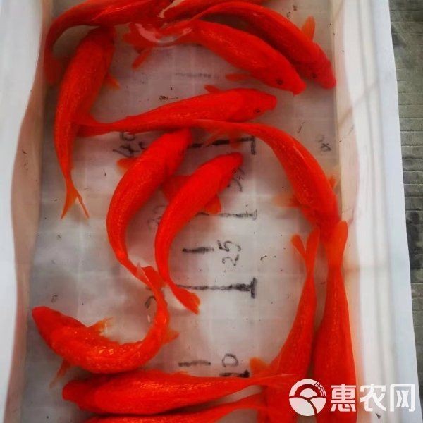 20公分錦鯉價格