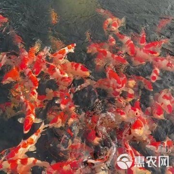 20公分錦鯉價格