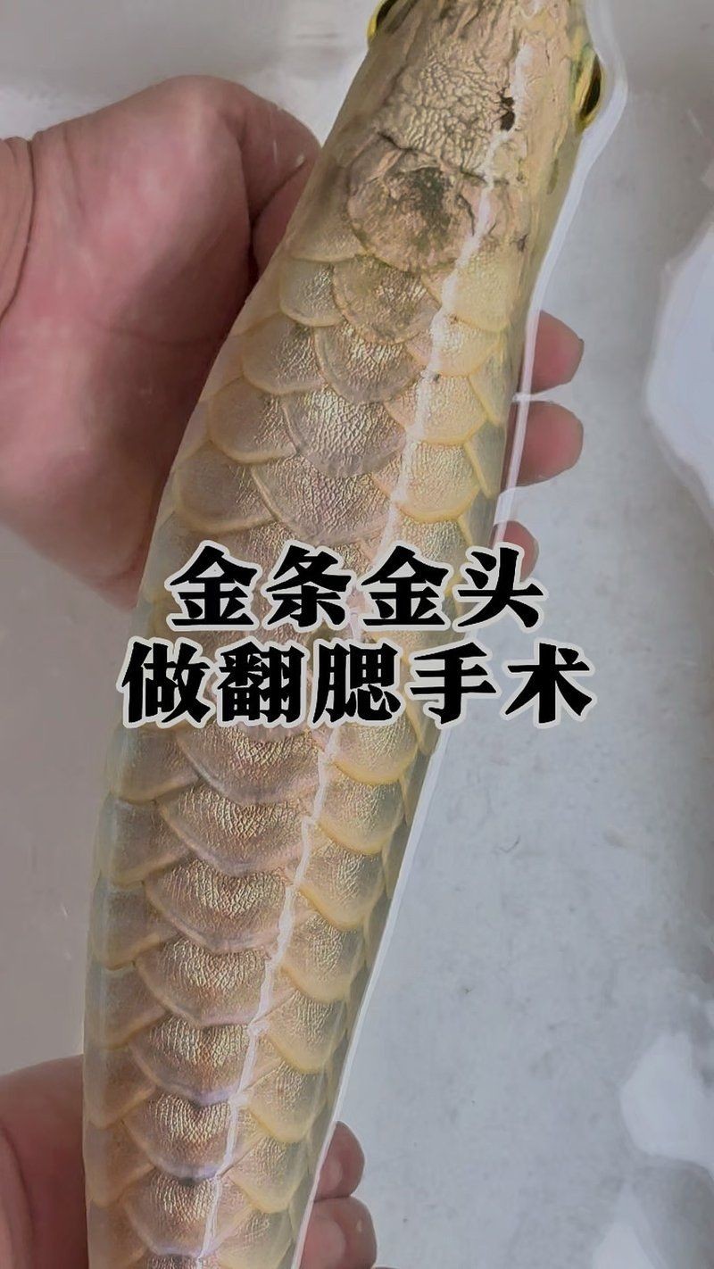 紅龍魚鰓蓋撞掉色多久能好