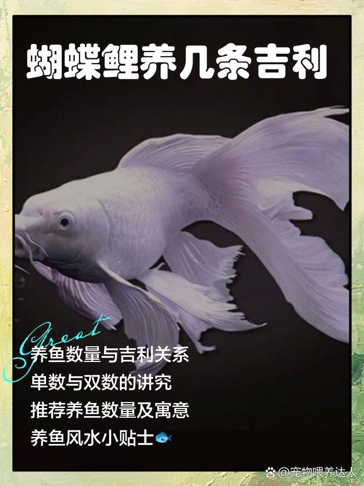 一般養魚幾條吉利