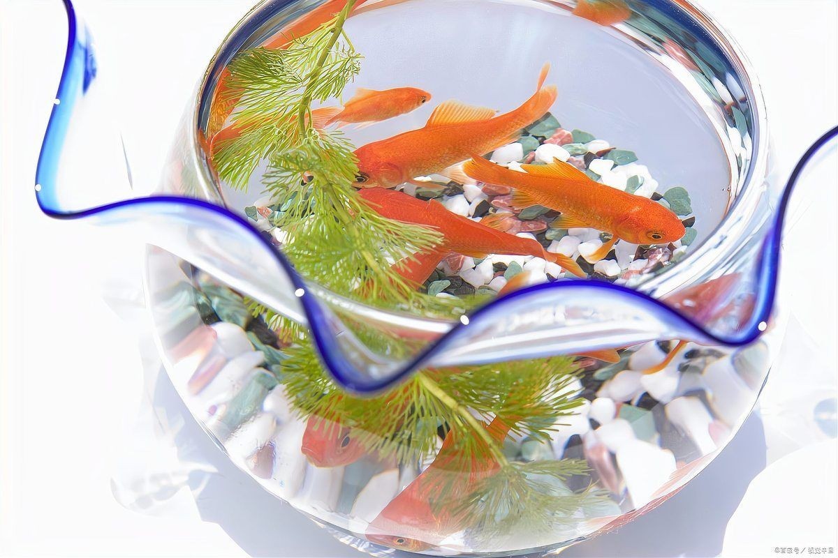 一般養魚幾條吉利