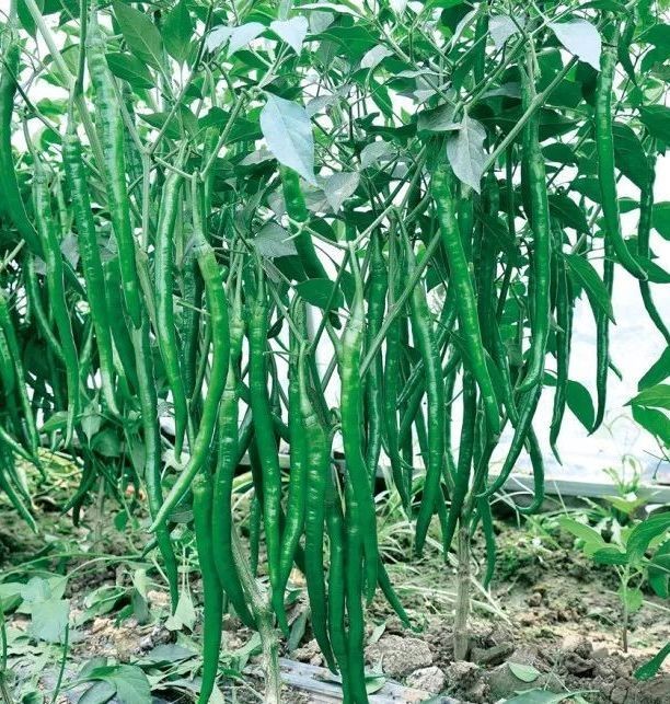河南新一代辣椒種子