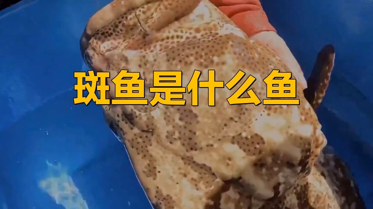 干炸小斑魚是什么魚