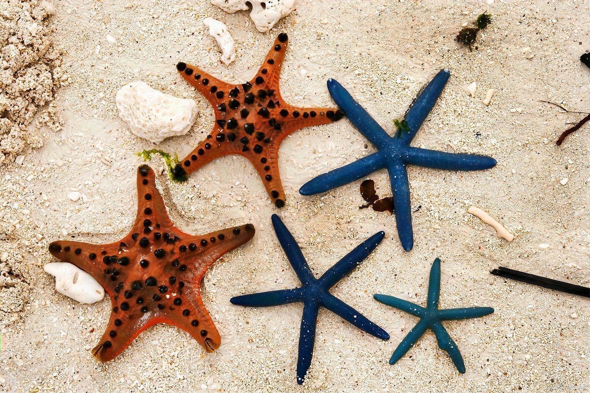 海星金魚缸水族箱