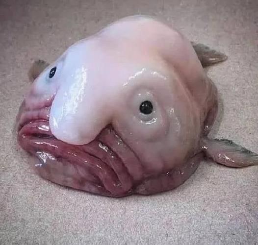 廣東豬鼻子魚圖片及特征