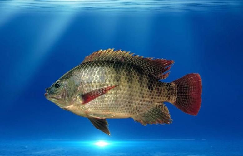 廣東豬鼻子魚圖片及特征