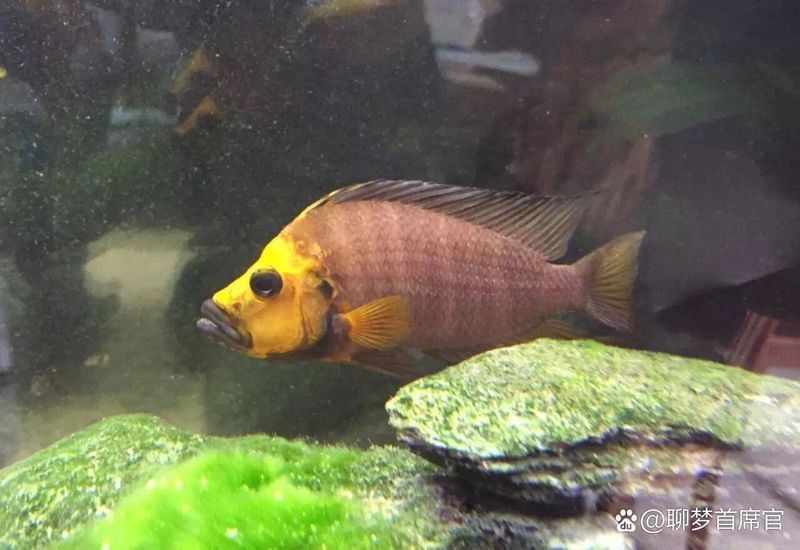 金頭虎60缸一般養多久