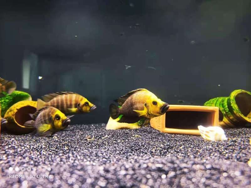 金頭虎60缸一般養多久