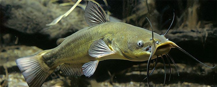 海鯰魚在淡水能養(yǎng)活么