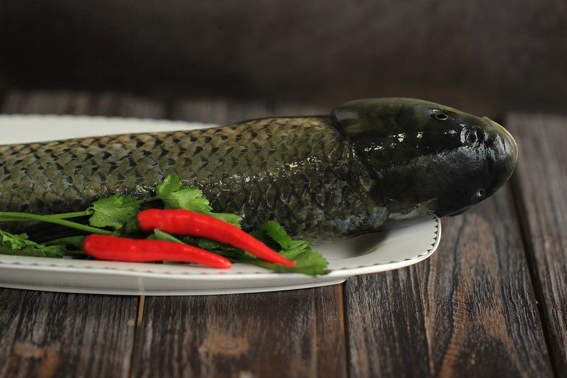 海鯰魚在淡水能養(yǎng)活么