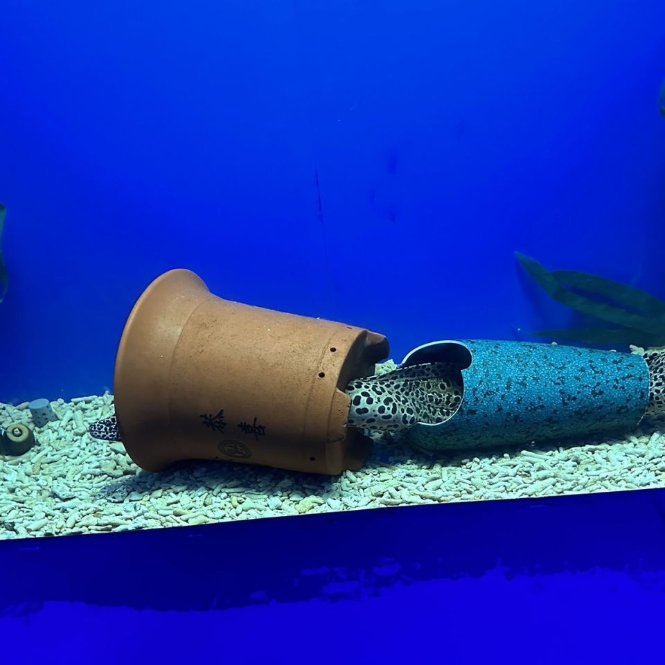 海鯰魚在淡水能養(yǎng)活么