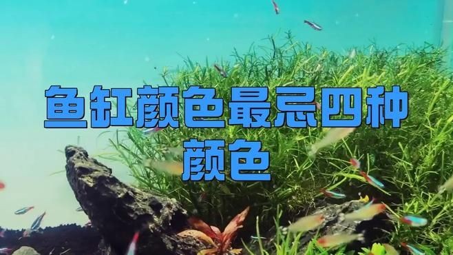 吉印魚缸最忌三種顏色
