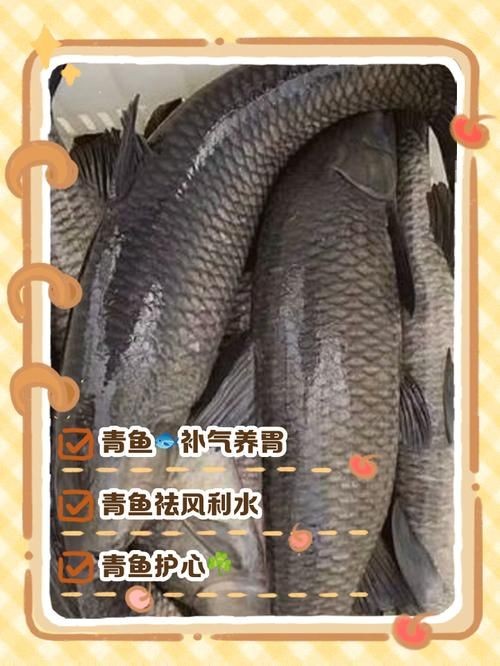 海里的青魚圖片