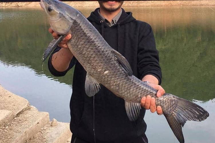 海里的青魚圖片