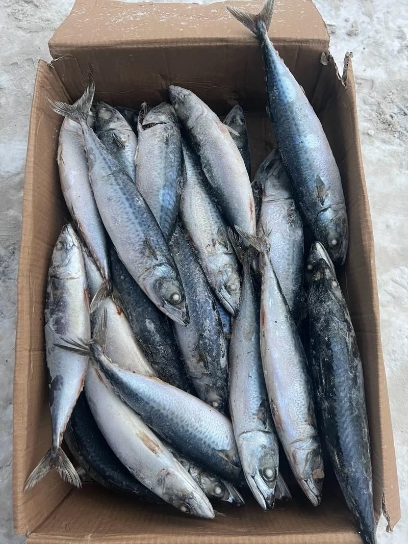 海里的青魚圖片