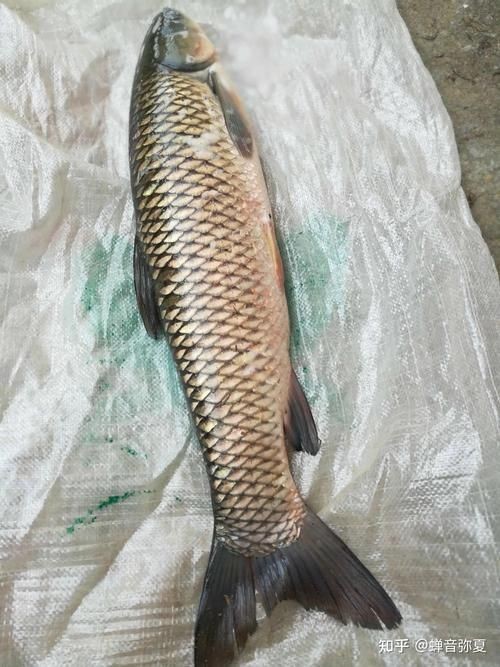 海里的青魚圖片