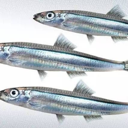 海里的青魚圖片