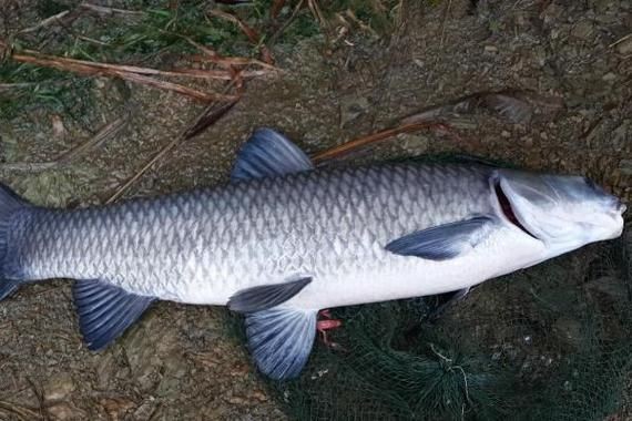 海里的青魚圖片