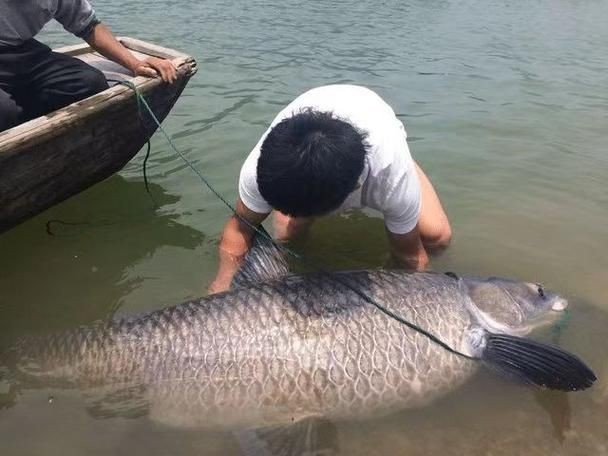 海里的青魚圖片